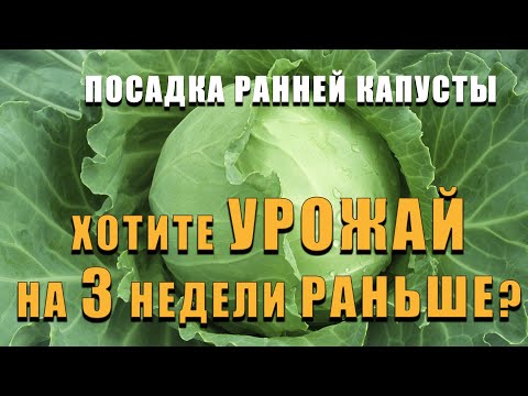 Видео: ПОСАДКА РАННЕЙ КАПУСТЫ. Способ при котором вы получите урожай раньше на 2-3 недели чем у всех!