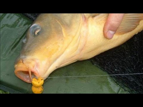 Видео: ПОЧЕМУ НЕ КЛЮЕТ КАРП. Часть 2я. Вкусы, запахи, арома. Осень. #ловлясазана #флэтфидер