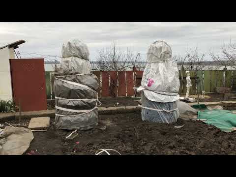 Видео: Укрытие гранат на зиму