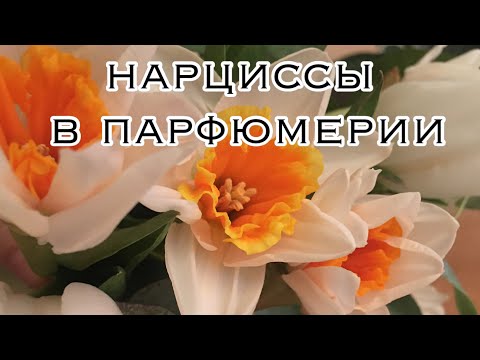 Видео: нарцисс в парфюмерии