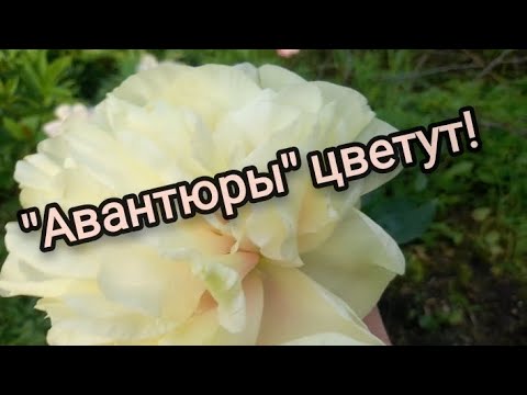 Видео: Цветение моих пионов- "Авантюр"