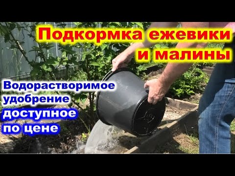 Видео: ЧЕМ ПОДКОРМИТЬ МАЛИНУ и ЕЖЕВИКУ летом. Замена дорогим удобрениям.