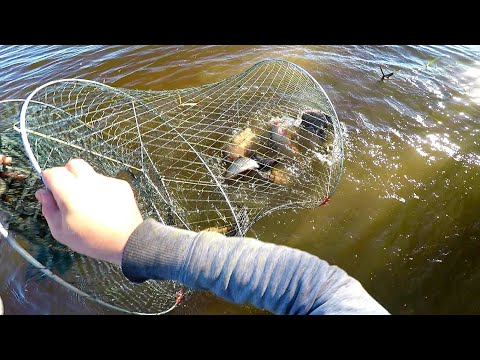 Видео: ПРОВЕРКА ЯТЕРЯ (верша, мережа). Установка ятеря без лодки. Рыбалка на ятерь, как ловит верша, мережа