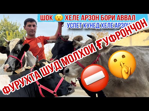 Видео: ⛔️🤫ФУРУХТА ШУДАНД МОЛҲОИ ҒУФРОНҶОН 