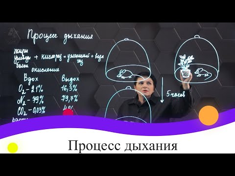 Видео: Процесс дыхания. 7 класс.