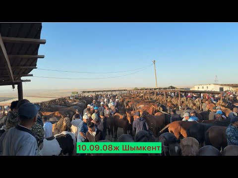 Видео: Жылқы 10.09.25ж