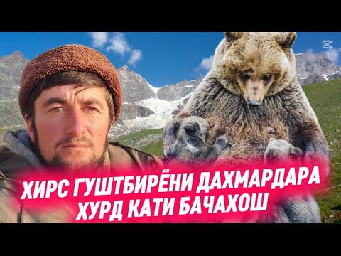 Видео: ХИРС ГУШТБИРЁНИ ДАХМАРДАРА ХУРД! АННА БИНЕН ДАХМАРДА ХИРСА ЧИКОР КАРД!👇👇👇