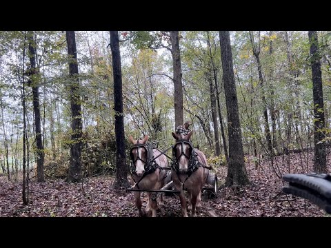 Видео: Лесозаготовки и неприятное дерево