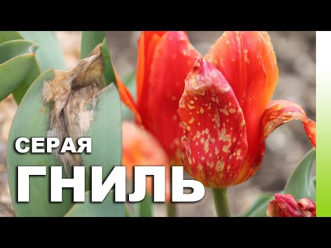 Видео: Серая гниль тюльпанов. Как бороться, чем лечить