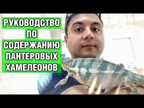 Видео: Хамелеон Пантеровый — Подробное руководство по содержанию