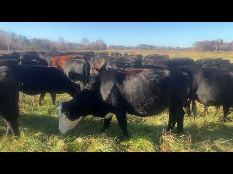 Видео: Простая правда о поколении бэби-бумеров и будущем сельского хозяйства. Часть 2!