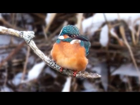 Видео: Новые виды птиц: кто зимует на воде и где живет самый маленький крохаль? | Все как у людей