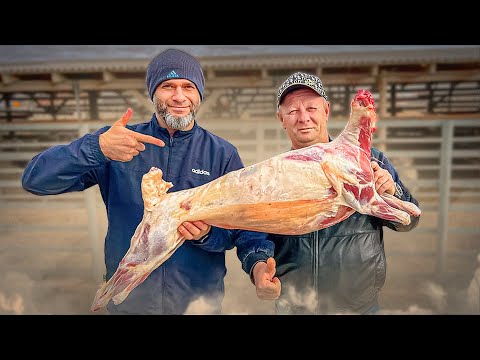 Видео: ЭТО ЧИСТО КЛАССИЧЕСКИЙ СПОСОБ ПРИГОТОВЛЕНИЯ МЯСА ! ШАШЛЫК В ГОРАХ КАВКАЗА  #рецепт #мясо #шашлык