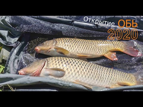 Видео: Открытие 2020. Сазан на ОБИ в черте города.