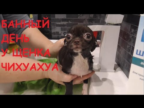 Видео: Как мы моем щенка чихуахуа   Девочка ЖАНИН 3 месяца