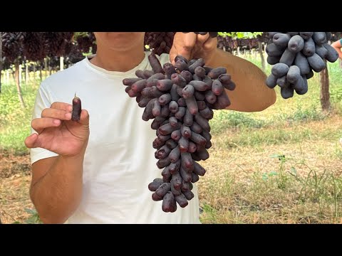 Видео: Аватар Узумлари хакида куринг +998916740505