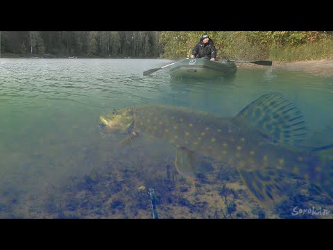 Видео: Реакция Щуки на Металлический поводок и Яркая Атака!!! Подводная съемка