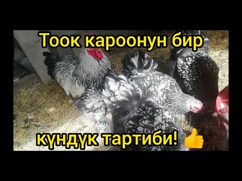 Видео: Көп жумуртка берсин жана оорубасын десеңиз! Бул тажрыйба ашыктык кылбайт.