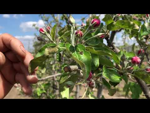 Видео: Захист яблуні від парші перед цвітінням.Препарати для застосування від хвороби.