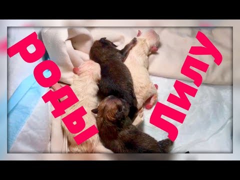 Видео: Роды собаки. Роды шпица. Подробные роды собаки.