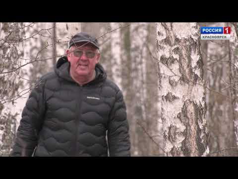 Видео: Самое русское дерево. Фильм Сергея Герасимова