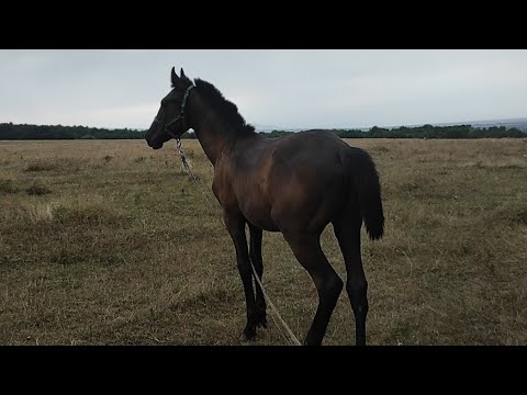 Видео: Карачаевский Жеребенок Радуется на воле. Лахиб.