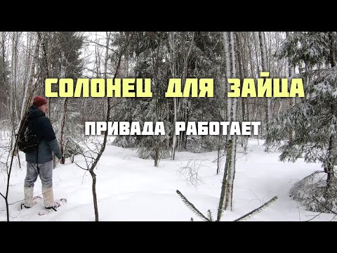 Видео: Солонец для зайца. Привада работает.