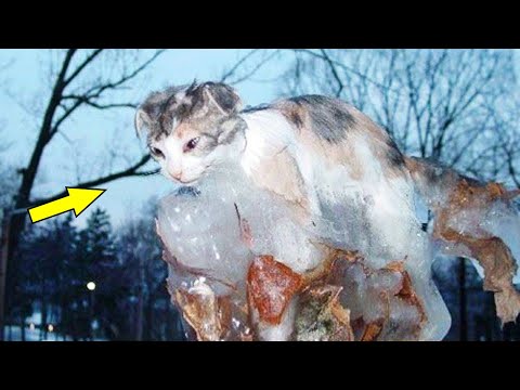 Видео: Кот всю зиму прождал человека на улице, а когда тот вернулся…