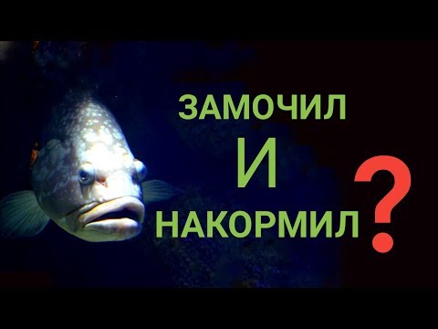 Видео: Нужно ли размачивать корм?