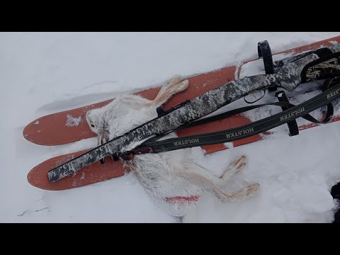 Видео: Охота на зайца троплением.