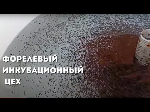 Видео: Инкубационный цех в домашних условиях.