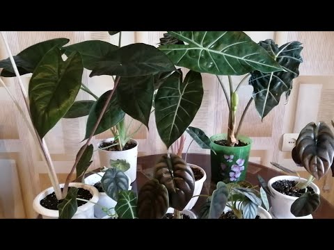 Видео: Алоказии часть 1