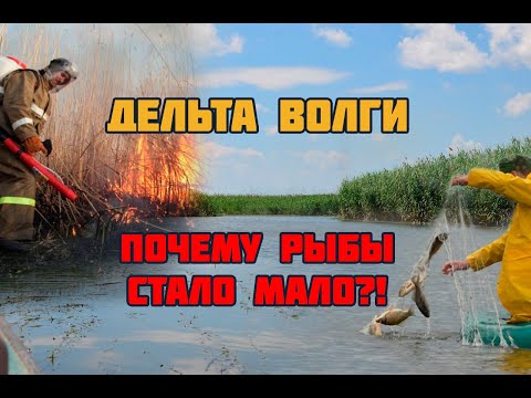 Видео: Дельта Волги. Почему нет рыбы? Экспертное мнение кандидата биологических наук Кирилла Литвинова