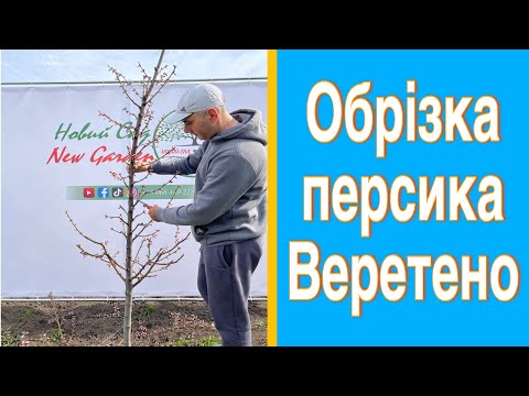 Видео: Обрізка персика 3 роки. Обрізка персика веретено. Обрізка персика весною. Детальна обрізка персика.
