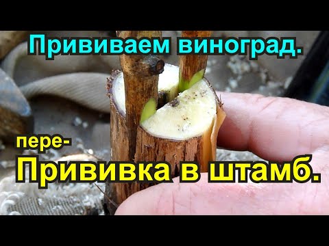 Видео: Прививка виноградного куста в штамб