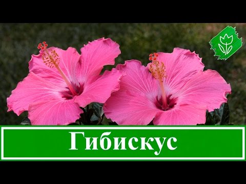 Видео: 🌺 Садовый гибискус: посадка и размножение, выращивание и уход за гибискусом; виды и сорта гибискуса