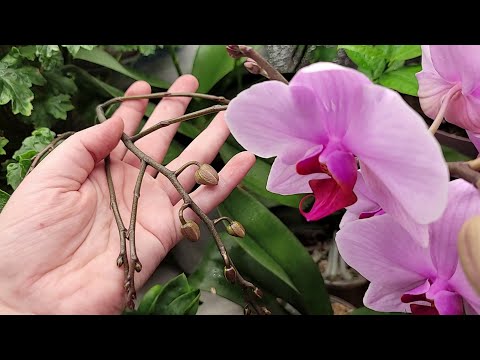 Видео: Срочно НАЛЕЙТЕ в орхидеи ЭТО! Цветоносы и корни ПОЛЕЗУТ СО ВСЕХ ЩЕЛЕЙ, будет пышное яркое цветение