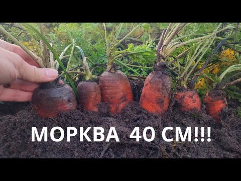 Видео: Як виростити КРУПНУ РІВНУ МОРКВУ? Метод спрацював на 100%🥕🥕🥕