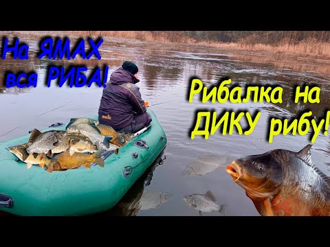 Видео: На ЯМАХ збилась вся риба!  Рибалка на дику рибу на озері!  Рибалка на КАРАСЯ зимою.
