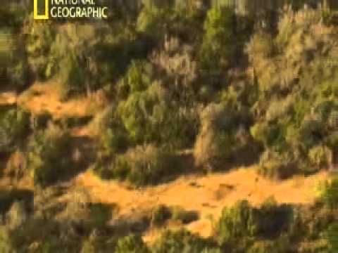 Видео: Стая  Гиеновые собаки  2010