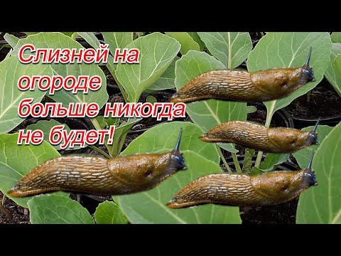 Видео: Лучший препарат от слизней- забудьте об этой проблеме навсегда!
