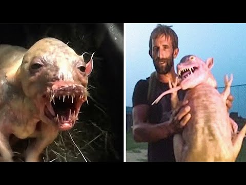 Видео: Странные Существа Начали Появляться по Всему Миру