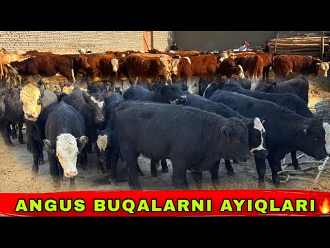 Видео: ANGUS BUQALARNI 1 QO’L AYIQ POLVONLARI KELSI✅✅✅7 октября 2025 г.