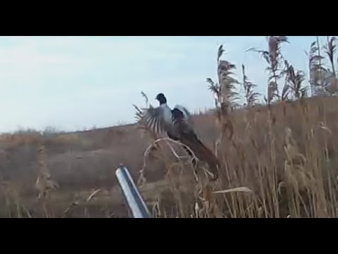 Видео: Охота на фазана 2022 (Алматинская область) 5.11.2022