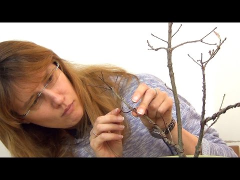 Видео: Бонсай из дубов (ч.4)