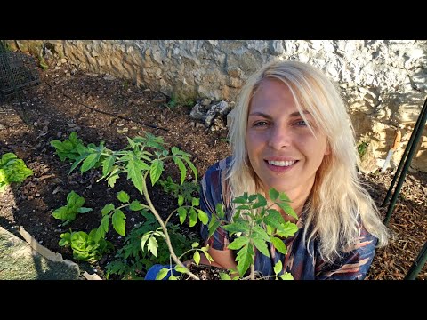 Видео: Засаждане на ДОМАТИ, ЗАСЯВАНЕ на БИЛКИ, работа по разсадите