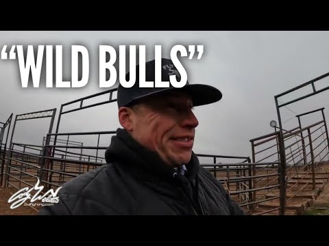 Видео: Wild Bull Gather and WRECK - За желобами #158