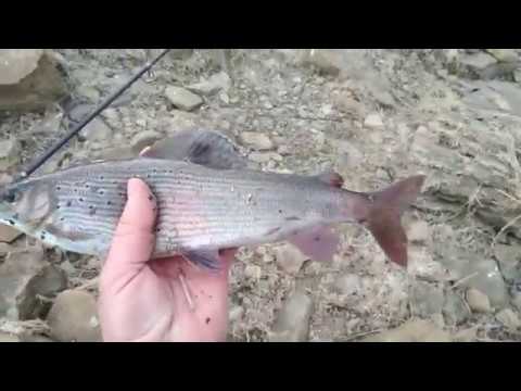 Видео: Рыбалка в Кубеково около Красноярска 14.04.19.