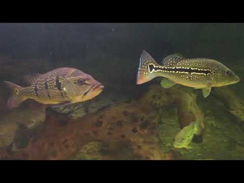 Видео: Аквариум на 2400 литров. Запуск.