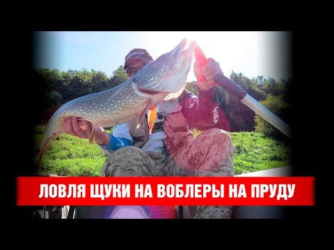 Видео: Ловля щуки на деревенском пруду на воблеры минноу. Mottomo Mr. Uno.